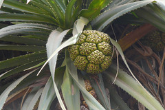 Pandanus fascicularis